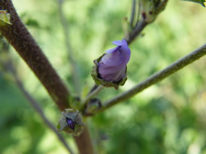 Malvas (Malva sylvestris L.).JPG